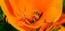 A sweat bee, genus Halictus and family Halictidae, collecting pollen from a California golden poppy, the state flower. Both the bee and the flower are natives of California. (Photo by Kathy Keatley Garvey) for Bug Squad Blog