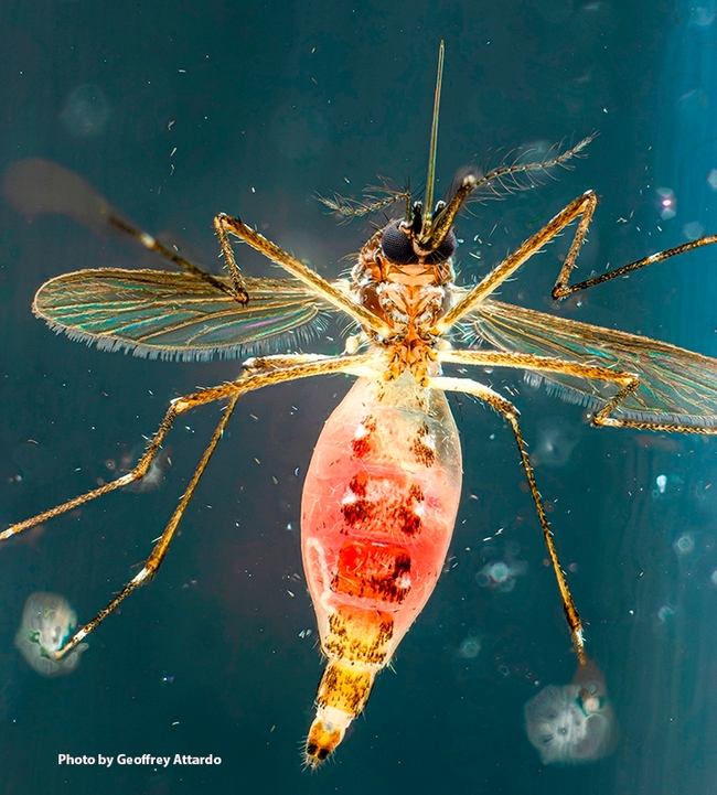 A bloodfed Aedes aegypti (Photo by Geoffrey Attardo)