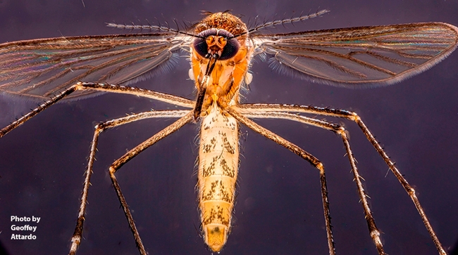 A female Culex tarsalis. (Photo by  Geoffrey Attardo)