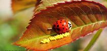 A lady beetle, aka ladybug, with newly deposited eggs. (Photo by Kathy Keatley Garvey) for Bug Squad Blog