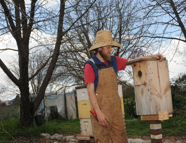 Derek Downey checks out a birdhouse filled with bees. The bees swarmed March 30 and are now established in a once-vacant bee box in the sanctuary. (Photo by Kathy Keatley Garvey)