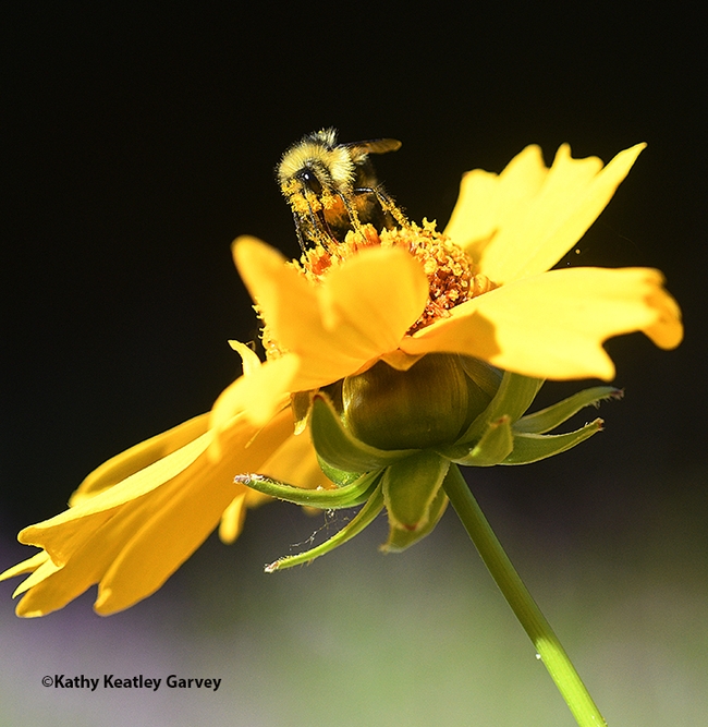 Yellow pollen from Coreopsis covers this bumble bee like gold dust. (Photo by Kathy Keatley)