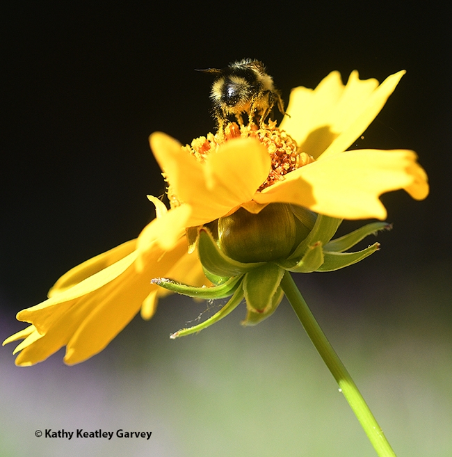 Here's a good foraging spot on the Coreopsis. (Photo by Kathy Keatley Garvey)