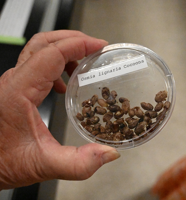 Osmia lignaria cocoons (Photo by Kathy Keatley Garvey)