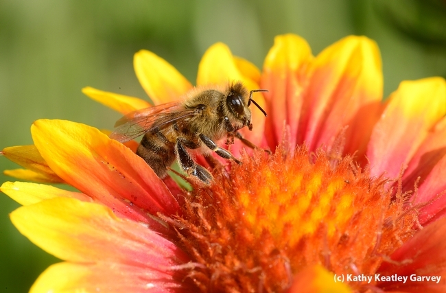 A honey bee foraging on blanketflower, Gaillardia. (Photo by Kathy Keatley Garvey)