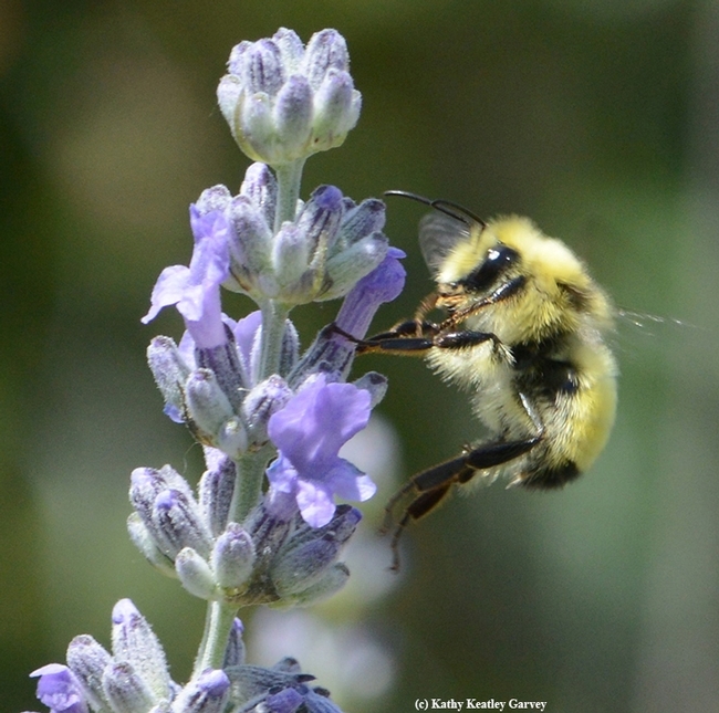 Bombus vandykei, the Van Dyke's bumble bee, foraging on lavender in a Vacaville, Calif. garden. (Photo by Kathy Keatley Garvey)