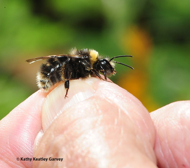 The western bumble bee, Bombus occidentalis, on the hand of the UC Davis distinguished emeritus professor Robbin Thorp (1933-2019). (Photo by Kathy Keatley Garvey)