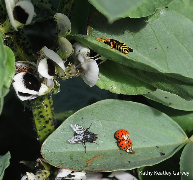 Count the insects! Ladybugs, a European paper wasp, blow fly and aphids are all over the fava beans in the Haagen-Dazs Honey Bee Haven. (Photo by Kathy Keatley Garvey)