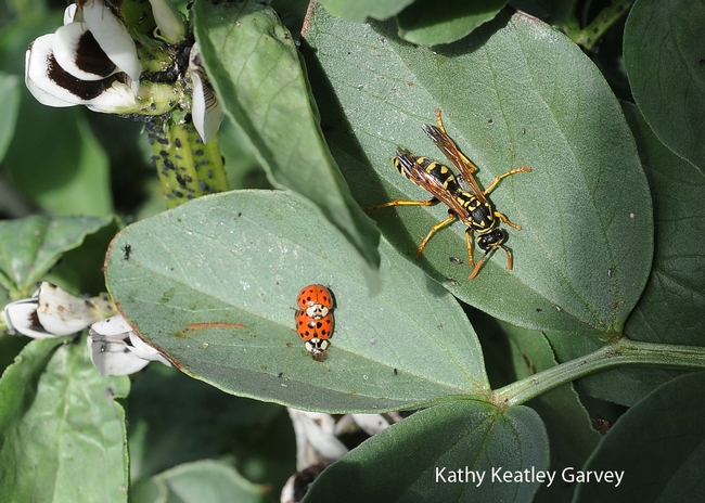 European paper wasp and a pair of ladybugs in the Haagen-Dazs Honey Bee Haven. (Photo by Kathy Keatley Garvey)