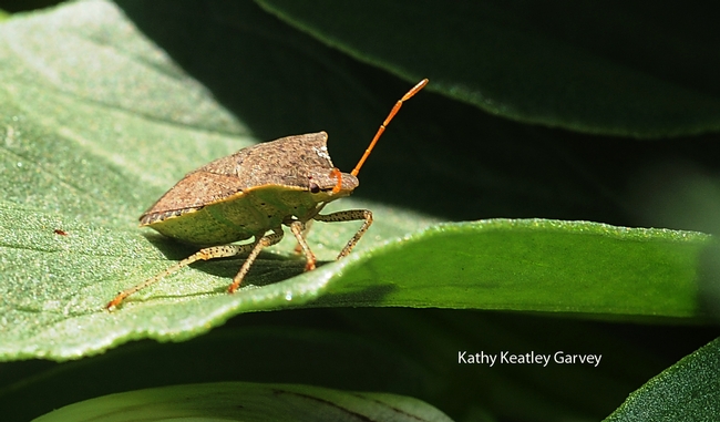 Stink bug occupies a fava bean leaf. (Photo by Kathy Keatley Garvey)