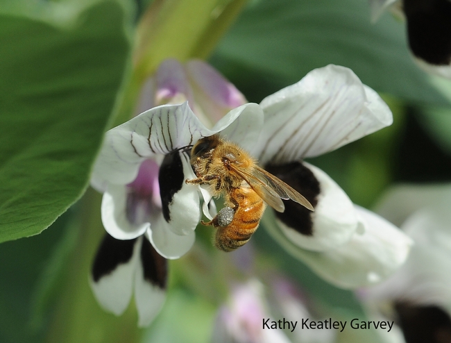 Honey bee foraging on the fava beans. Note the gray load of pollen.(Photo by Kathy Keatley Garvey)