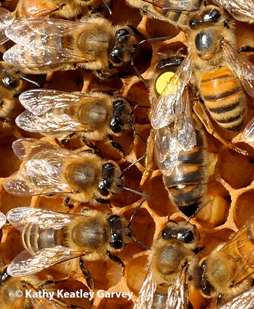 Queen bee with workers. (Photo by Kathy Keatley Garvey)