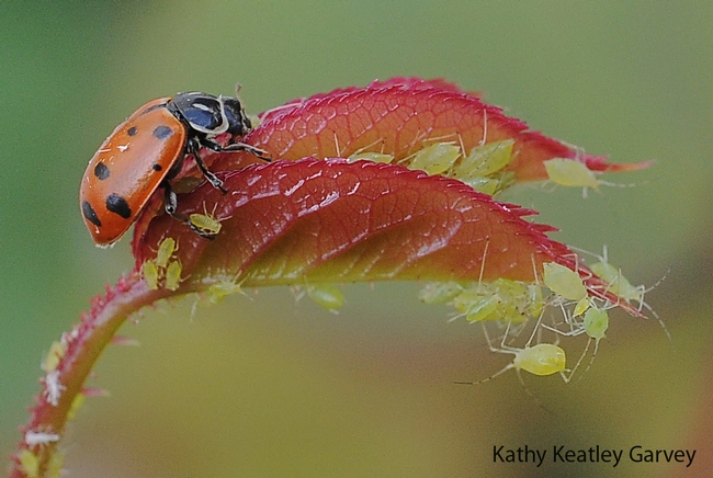 Ladybug devouring an aphid on a rose bush. (Photo by Kathy Keatley Garvey)