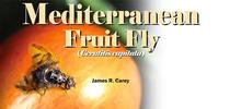 UC Davis distinguished professor James R. Carey has written numerous research articles on the Mediterranean fruit fly. for Bug Squad Blog