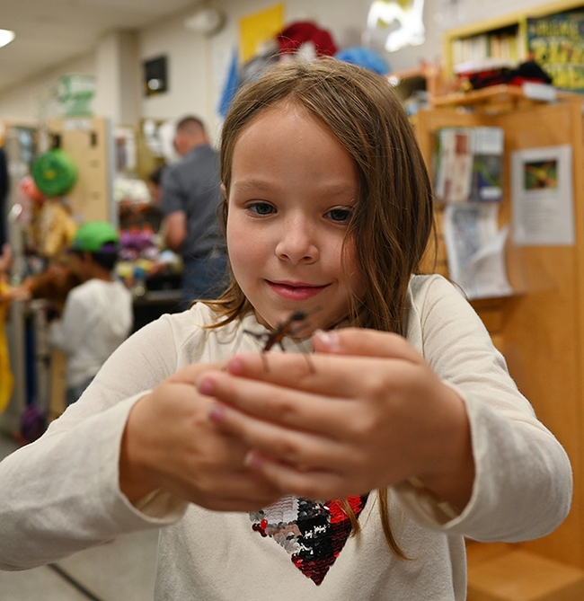 Daphne Shuman, 7, loves insects. She visited the Bohart Museum twice in one day. (Photo by Kathy Keatley Garvey)