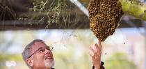 Internationally known honey bee geneticist Robert E. Page Jr. checks out a swarm in Arizona. for Bug Squad Blog