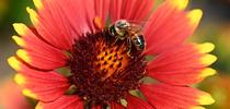 A honey bee on a blanketflower, Gaillardia, in a Vacaville garden. (Photo by Kathy Keatley Garvey) for Bug Squad Blog