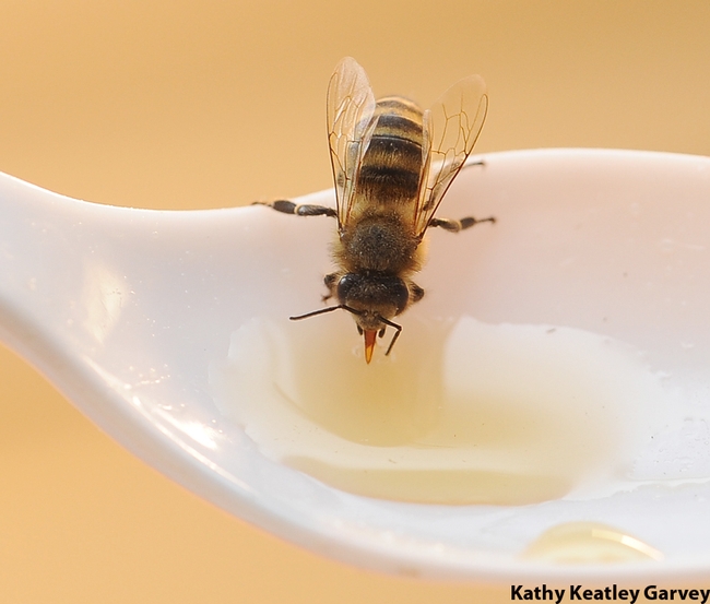 Close-up of bee sipping honey. (Photo by Kathy Keatley Garvey)