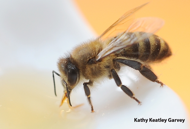 Honey bee quickly finds the honey in a spoon. (Photo by Kathy Keatley Garvey)