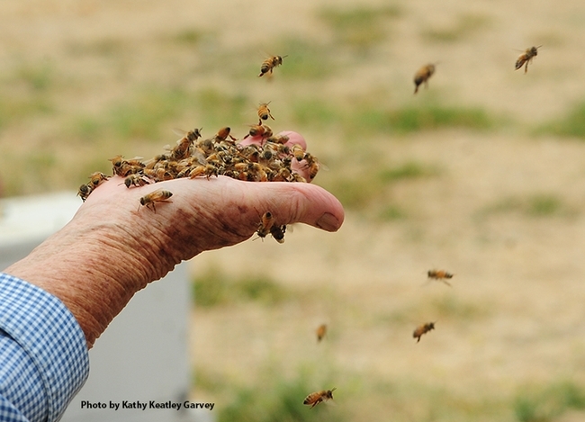 Ettamarie Peterson holding a handful of honey bees at the Harry H. Laidlaw Jr. Honey Bee Research Facility, UC Davis. (Photo by Kathy Keatley Garvey)