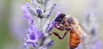 A honey bee nectars on lavender in a Vacaville garden. The soft pastel colors almost resemble a painting. (Photo by Kathy Keatley Garvey) for Bug Squad Blog