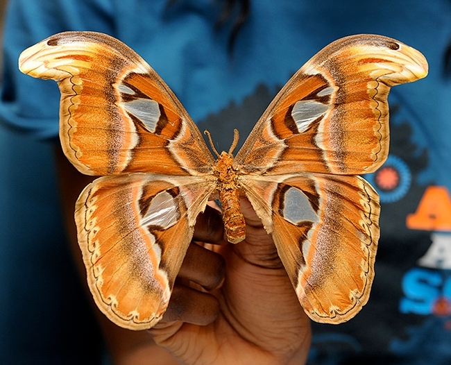 The Atlas moth has a 10-inch wingspan. (Photo by Kathy Keatley Garvey)