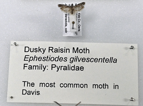 A Dusky Raisin Moth from the John De Benedictus collection. (Photo by Kathy Keatley Garvey)