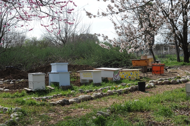 View of the Davis Bee Sanctuary. (Photo by Kathy Keatley Garvey)