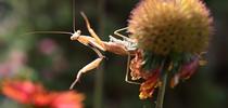 The male Mantis religiosa, investigates his surroundings. (Photo by Kathy Keatley Garvey) for Bug Squad Blog