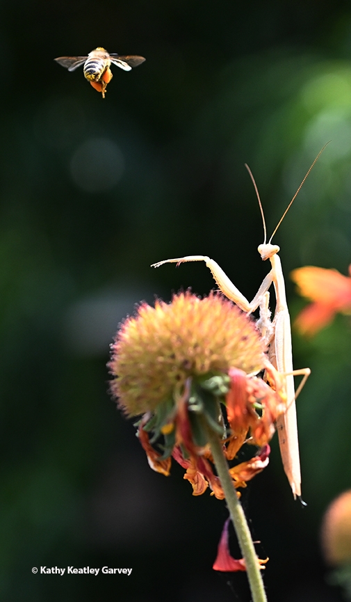 A honey bee flies over the head of a male praying mantis, Mantis religiosa, in a Vacaville garden. (Photo by Kathy Keatley Garvey)