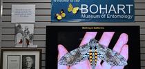 Moth-er scientist Volkmar Heinrich, UC Davis associate professor of biomedical engineering, displayed his images of moths. This is the adult form of the tobacco worm, Carolina sphinx, Manduca sexta. for Bug Squad Blog