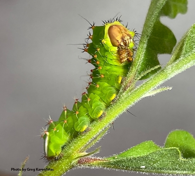 Caterpillar of a Polyphemus silk moth, Antheraea polyphemus. This caterpillar was reared and photographed by Bohart associate Greg Kareofelas.