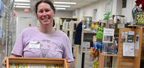 Tabatha Yang, education and outreach coordinator for the Bohart Museum of Entomology, holds a drawer of California dogface butterfly specimens. The butterfly is California's state insect. (Photo by Kathy Keatley Garvey) for Bug Squad Blog