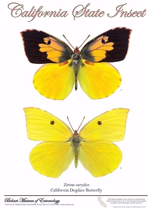 The California dogface butterfly is found only in California and is the state insect. Top is the male; bottom, the female. (Poster by Fran Keller and Greg Kareofelas)