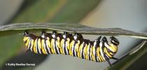 Monarch caterpillar on milkweed in a Vacaville garden. (Photo by Kathy Keatley Garvey) for Bug Squad Blog