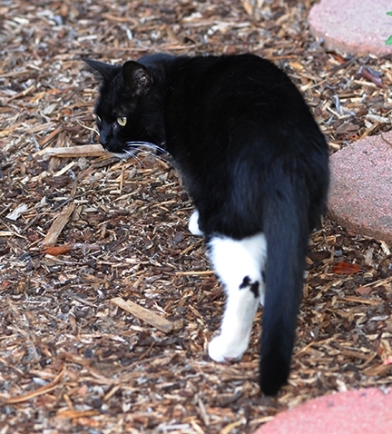 Xena the Warrior Princess sported a butterfly marking on her leg. (Photo Kathy Keatley Garvey)