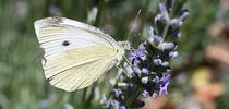 A cabbage white butterfly, Pieris rapae, nectaring on lavender in a Vacaville garden. (Photo by Kathy Keatley Garvey) for Bug Squad Blog