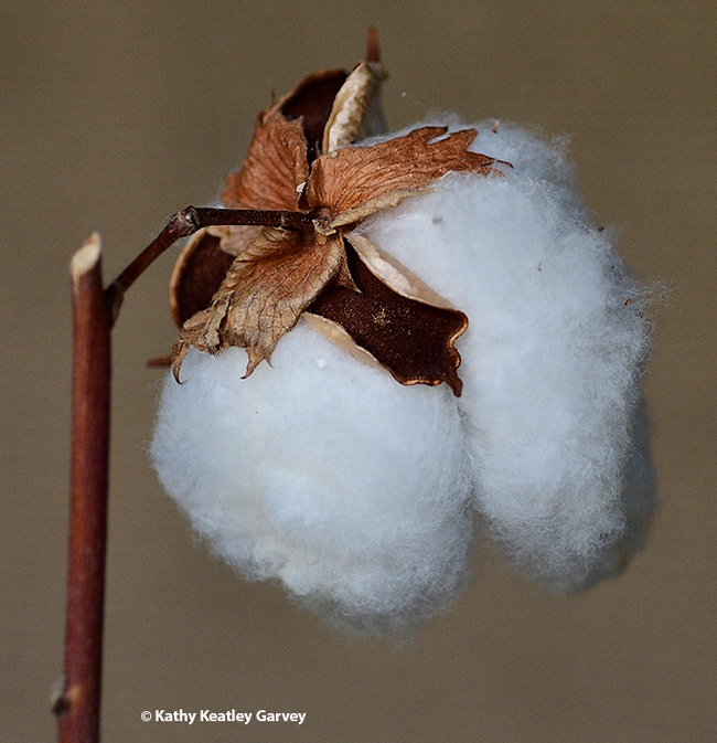 Harvested cotton. (Photo by Kathy Keatley Garvey)