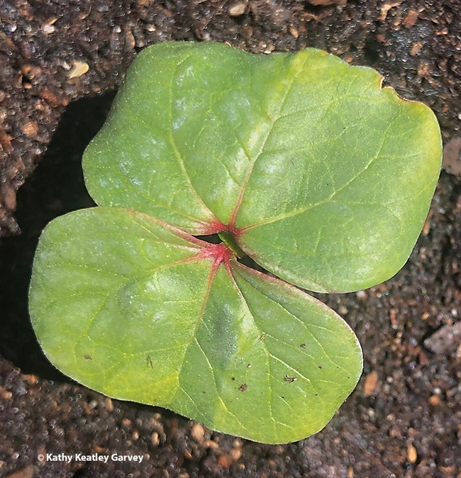 Cotton plant (Photo by Kathy Keatley Garvey)