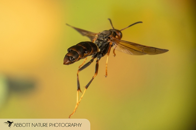 Cover image of a parasitized wasp, with three male Xenos peckii pupae visible in the abdomen. The image is the work of John and Kendra Abbott of Abbott Nature Photography, Tuscaloosa, Ala.