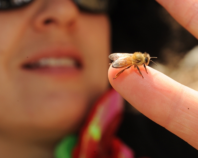 First-year beekeeper Eva Dopico, a second-grade teacher in Davis, examines one of her newly emerged bees. (Photo by Kathy Keatley Garvey)