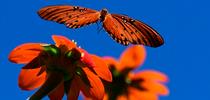 A Gulf Fritillary, Agraulis vanillae, fluttering over a Mexican sunflower, Tithonia rotundifola. (Photo by Kathy Keatley Garvey) for Bug Squad Blog