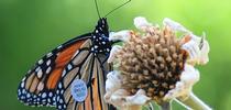 This monarch, tagged and released in Ashland, Ore., on Aug. 28, 2016, touched down in a Vacaville garden on Sept. 6, 2016. It flew 285 miles in 7 days or about 40.7 miles per day, according to WSU entomologist David James. (Photo by Kathy Keatley Garvey) for Bug Squad Blog