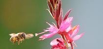 Honey bees will be among the topics at the UC Davis Department of Entomology and Nematology fall quarter seminars. This bee is heading toward gaura in early morning. (Photo by Kathy Keatley Garvey) for Bug Squad Blog