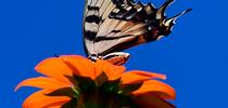 A Western tiger swallowtail, aware that a territorial bee is about to attack, raises its tails to ward off the intruder. (Photo by Kathy Keatley Garvey) for Bug Squad Blog