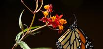 A migrating monarch butterfly stops on Halloween, Oct. 31 to sip nectar from a milkweed in a Vacaville garden. She was on her way to an overwintering site in coastal California. (Photo by Kathy Keatley Garvey) for Bug Squad Blog