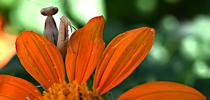 A female praying mantis, Mantis religiosa, pops up between the petals of a Mexican sunflower, Tithonia rotundifola. Surprise! (Photo by Kathy Keatley Garvey) for Bug Squad Blog