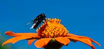 A black syrphid fly, a Mexican cactus fly, Copestylum mexicanum, foraging on a Mexican sunflower, Tithonia rotundifolia, in a Vacaville garden. (Photo by Kathy Keatley Garvey) for Bug Squad Blog