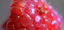 Spotted-wing drosophila (SWD), Drosophila suzuki, on a raspberry. (Photo by Kathy Keatley Garvey) for Bug Squad Blog