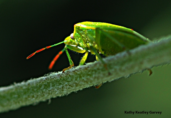 A red-shouldered stink bug peers at the camera. (Photo by Kathy Keatley Garvey)